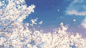 Sakura GIF