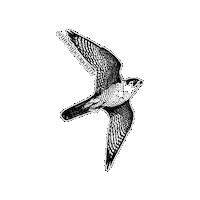 Flying Birds Of Prey Sticker by The Wild Curiosity