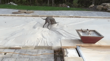 Great Dane Discovers Covered Pool Feels Like Quicksand