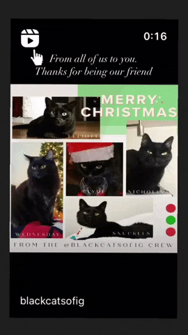 laylamorganwilde black cats christmas cats GIF