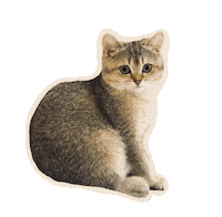 British Shorthair Cat Sticker