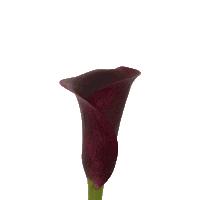 Spring Calla Sticker by Vreugdenhil Bulbs & Plants