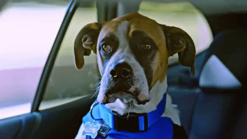 Animal Planet GIF by Puppy Bowl