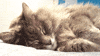 gatos no GIF