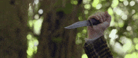 the orchard GIF by HUNT FOR THE WILDERPEOPLE  