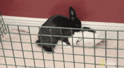 awkward nat geo wild GIF by Dr. K's Exotic Animal ER
