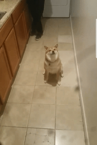 text send GIF