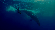 sea life ocean GIF by NOWNESS