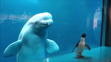 Penguin, Meet Beluga: Curious Bird Meets Curious Mammals at Chicago's Shedd Aquarium