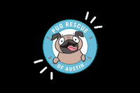 pugrescueaustin pug pra pugathon pugrescueofaustin GIF