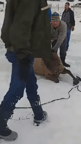 Elks Rescued From Icy Reservoir in Wyoming