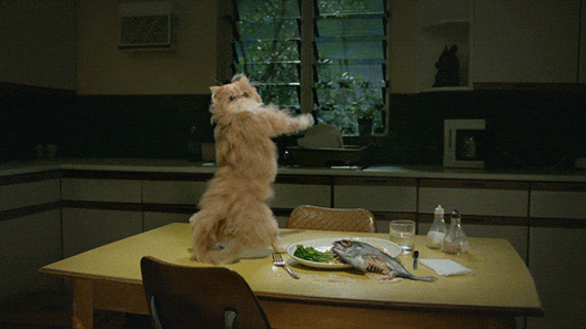 Dancing Cat GIF by Mountain Dew