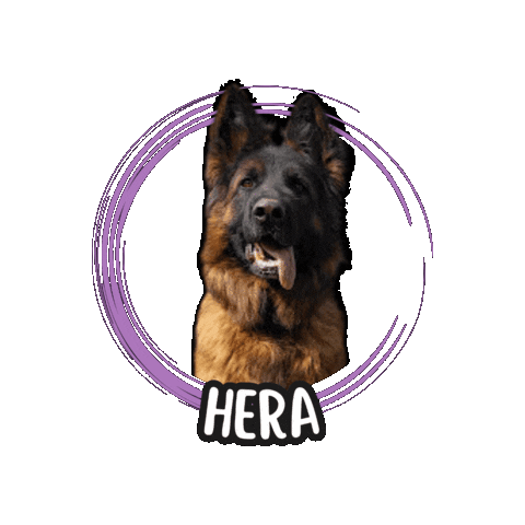 German Shepherd Pastore Tedesco Sticker by Asilo per cani Dog'sMind