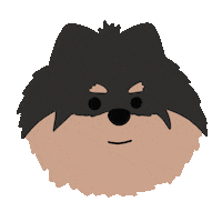 Pomeranian Drooling Sticker