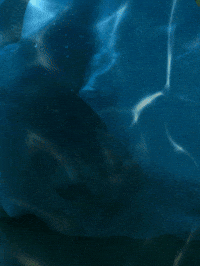 Under The Sea Cat GIF by ellaknor