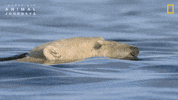 National Geographic GIF by Nat Geo Wild