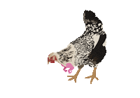 Cacb Sticker