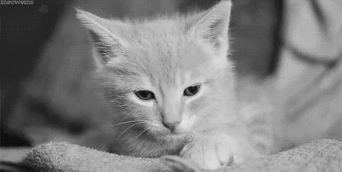 sleepy black and white GIF