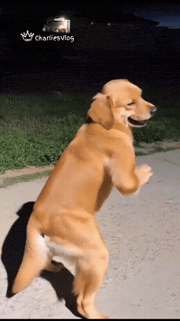 Dog Dance GIF