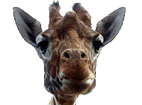 Africa Eating Sticker