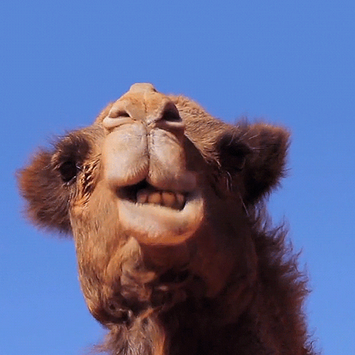 Wildlife gif. Rapid cuts between footage of a camel chewing and bright leopard patterns.