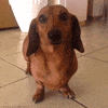 dogs dachshund GIF