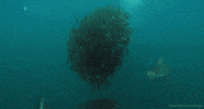 bryde's whale GIF by Head Like an Orange