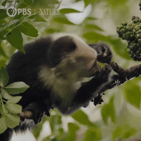 Hungry Costa Rica GIF by Nature on PBS