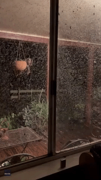 Mosquitoes Swarm Home in Regional New South Wales Amid Heavy Rain