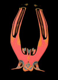 happytype  GIF