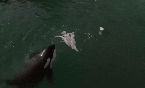 Manchild GIF by Sabrina Carpenter