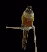 Potato Parrot GIF