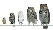 Bird Owl Sticker
