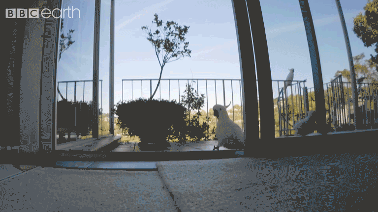 wildlife animals behaving badly GIF by BBC Earth