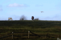 GIF by G1ft3d