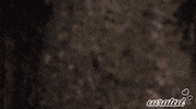 Show Stance GIF by Curated Stance!