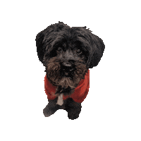 Dog Sticker by fetchfamilypetresort