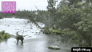 exploreorg animals nature organic bears GIF