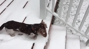 Chicago Dog Enjoys First Snow