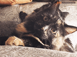 suspicious cat GIF by truth