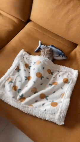 cuteanimalland giphyupload GIF