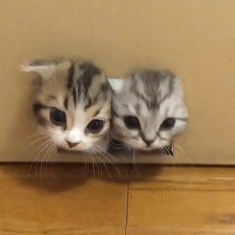 Box Kittens GIF
