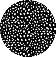 Spot On Black And White Sticker by mgissinger