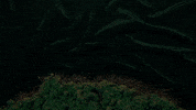 collectifpierreetmarie art rose pierreetmarie lespaysagesrevolutionnaires GIF