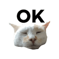 Cat Ok Sticker