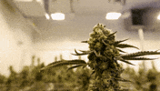 Plant Grow GIF by Exclusive Brands