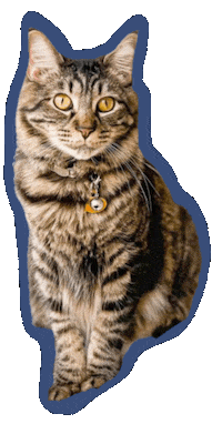 Cat Queen Sticker by MorganAmandaPhotography