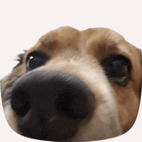 Happy Dog GIF