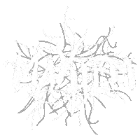 Mayhem Sticker by Lady Gaga