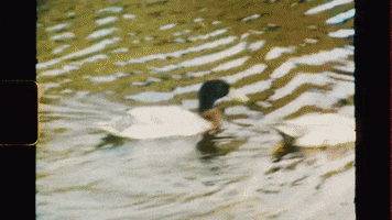 Forrest Gump Running GIF by Skegss